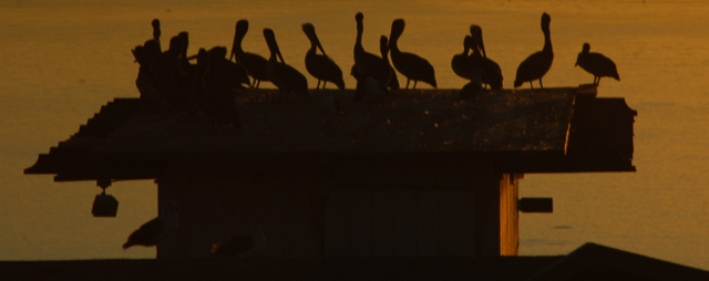 pelican at Morro Bay harbor